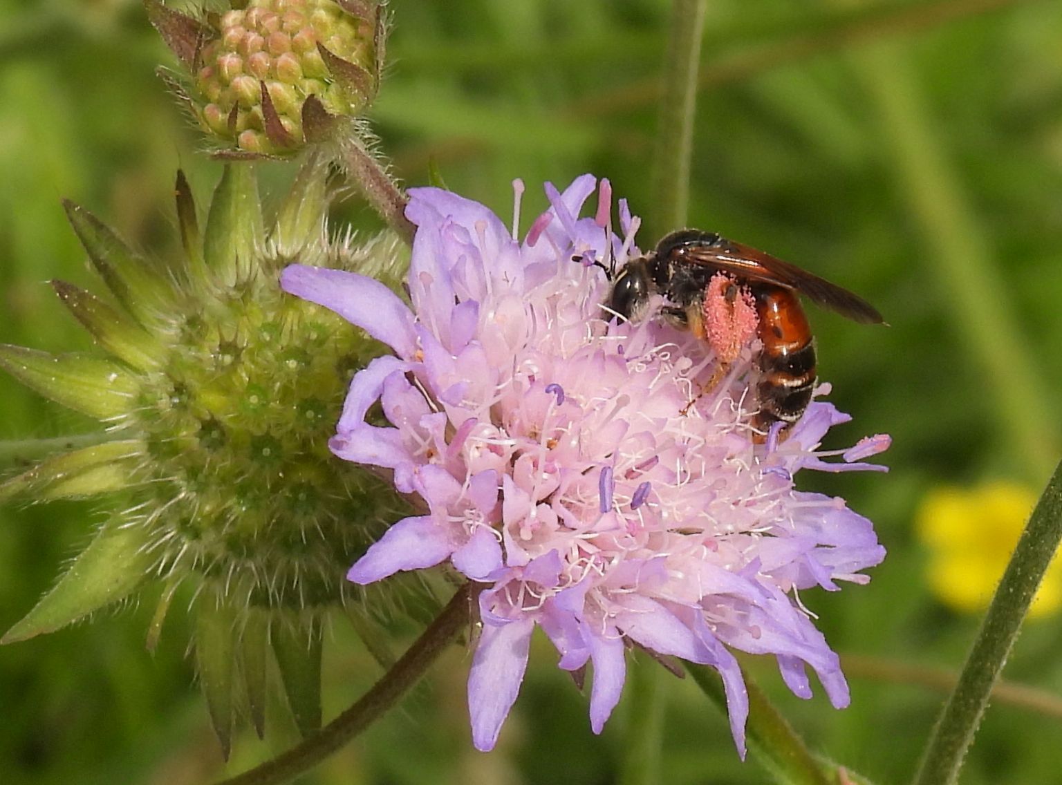„Mit Wildpflanzen der Insektenvielfalt helfen“ am 04.04.25 um 19:00 Uhr